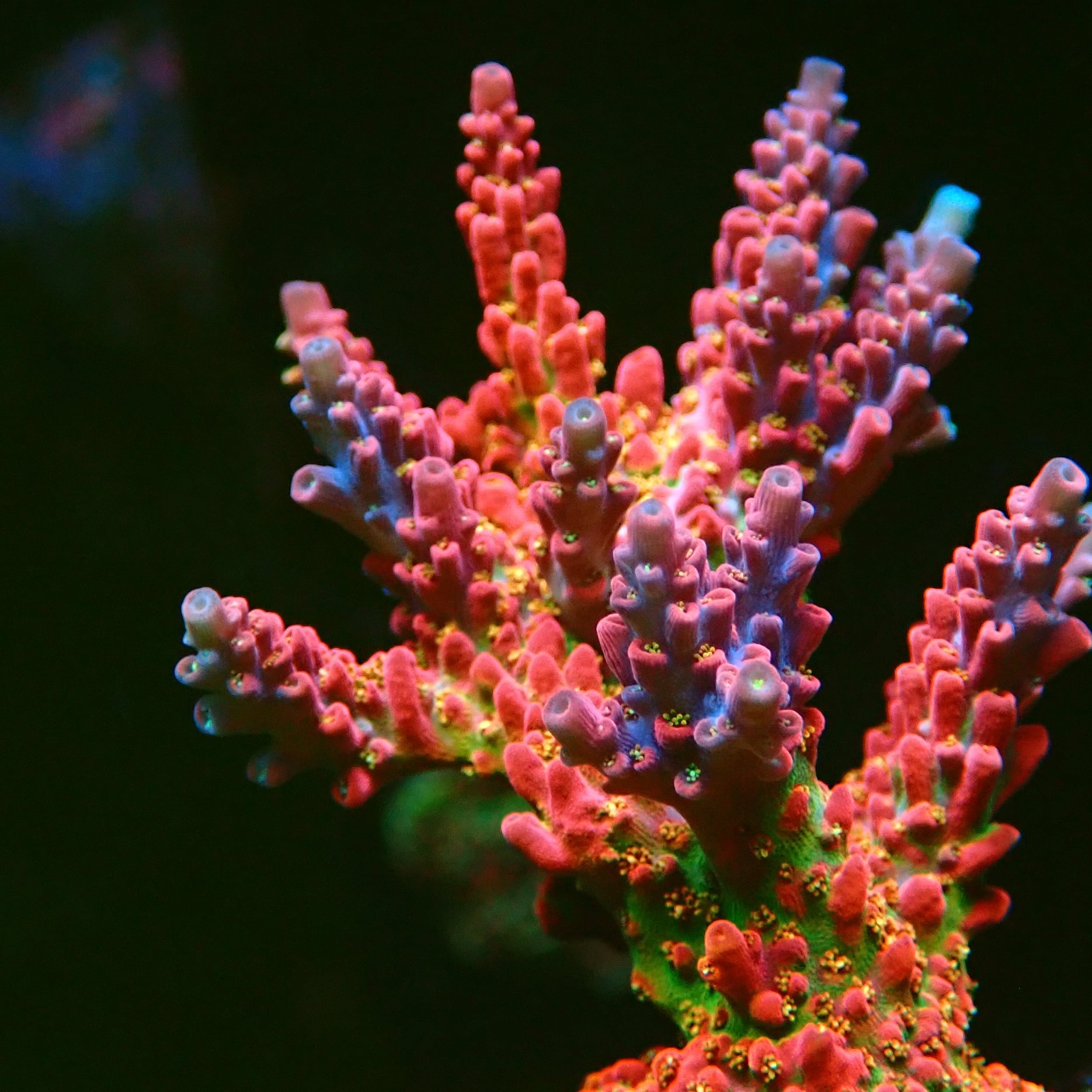 Acropora corals