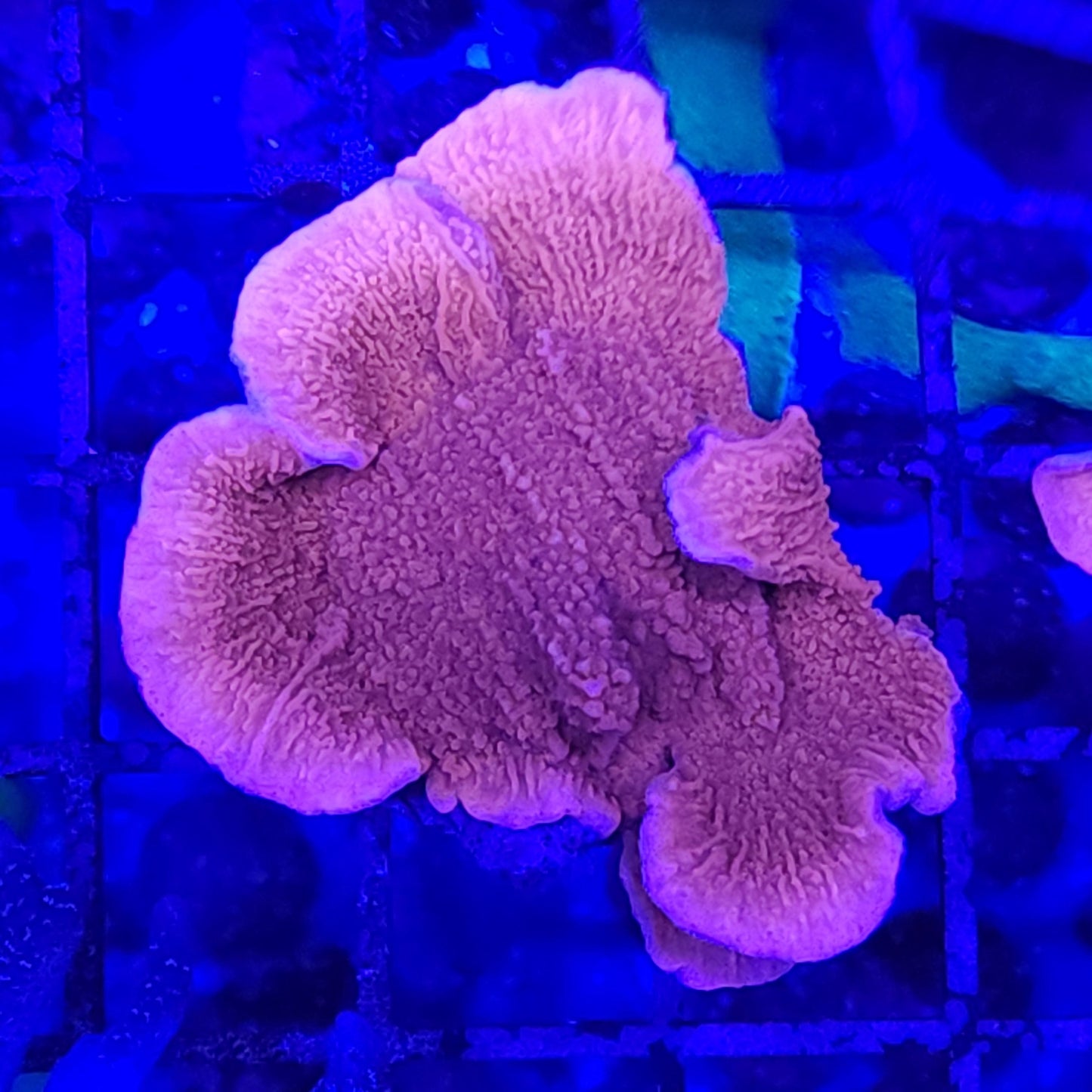 Red Scrolling Montipora Frag