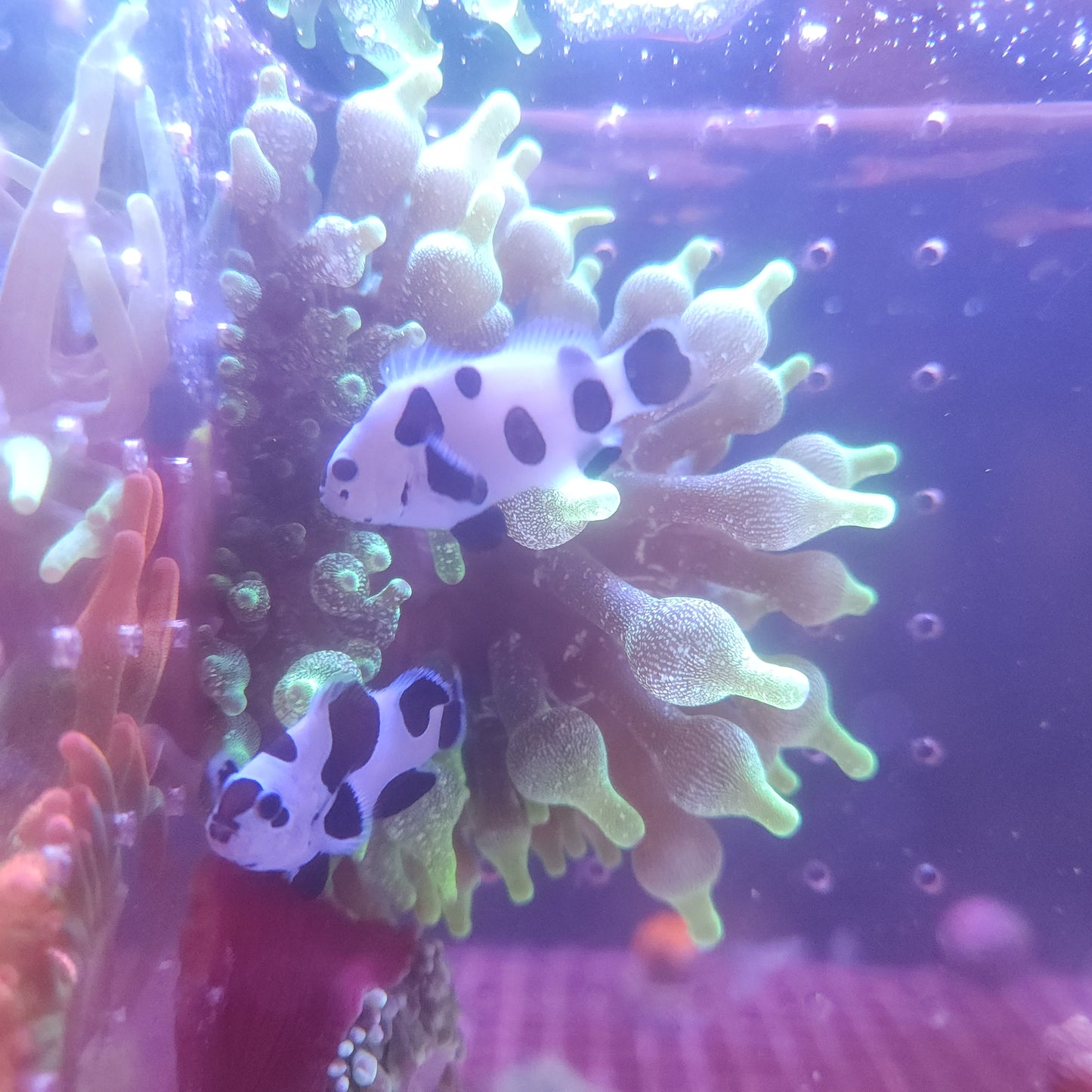 Black Storm Clownfish