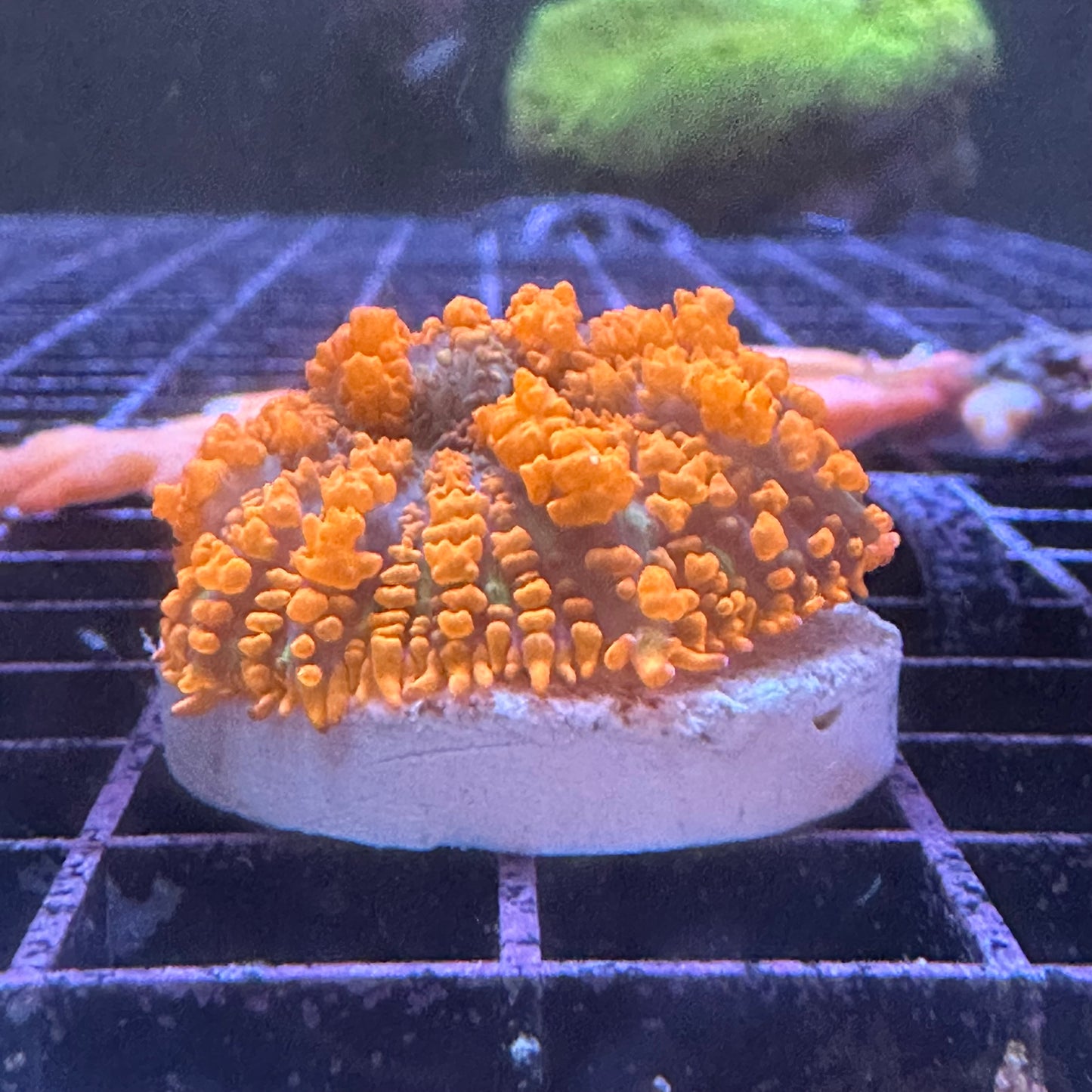 Lava Krakatoa Bounce Mushroom