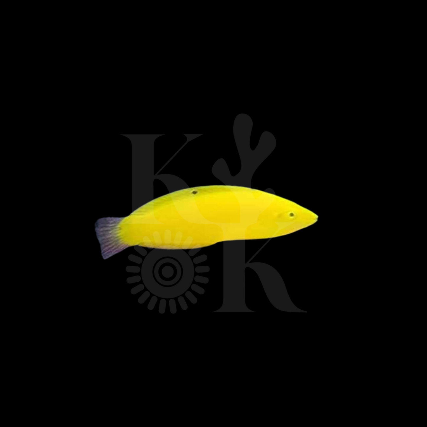 Banana Wrasse (Pickup Only)