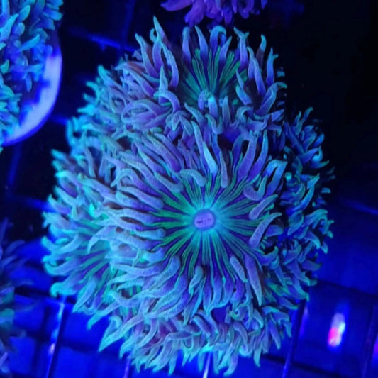 Duncan Coral Frag