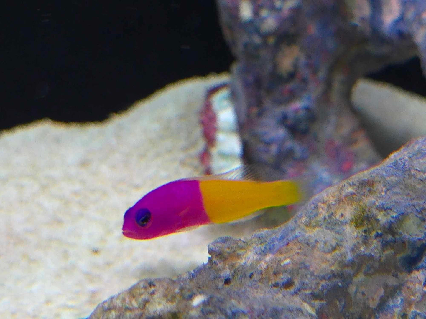 Royal Dottyback (Pickup Only)