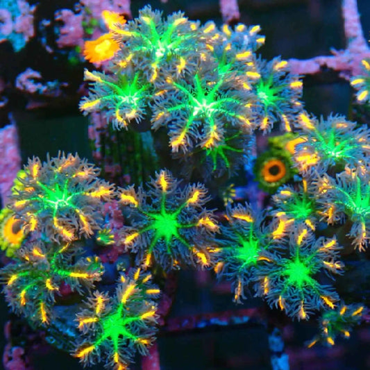 Firework Clove Polyps