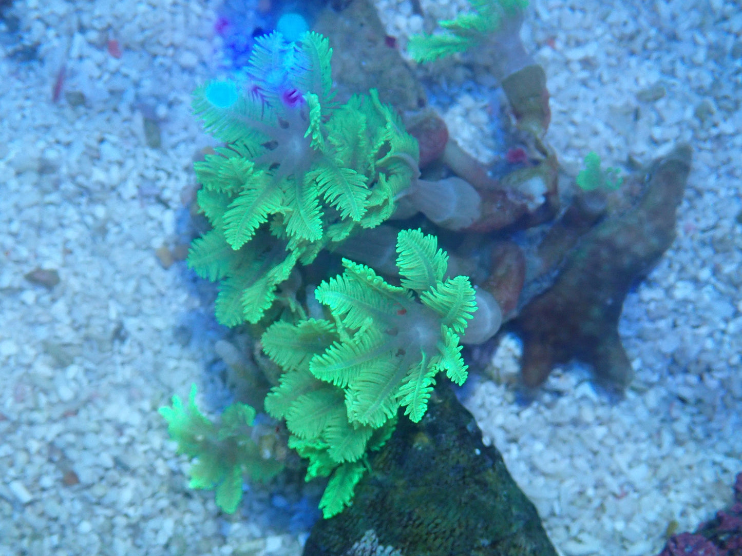 Clove Polyps frag