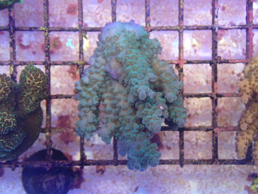 WYSIWYG Acropora Colony