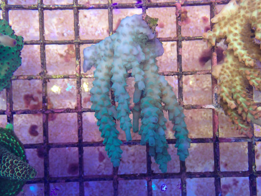 WYSIWYG Acropora Colony 2