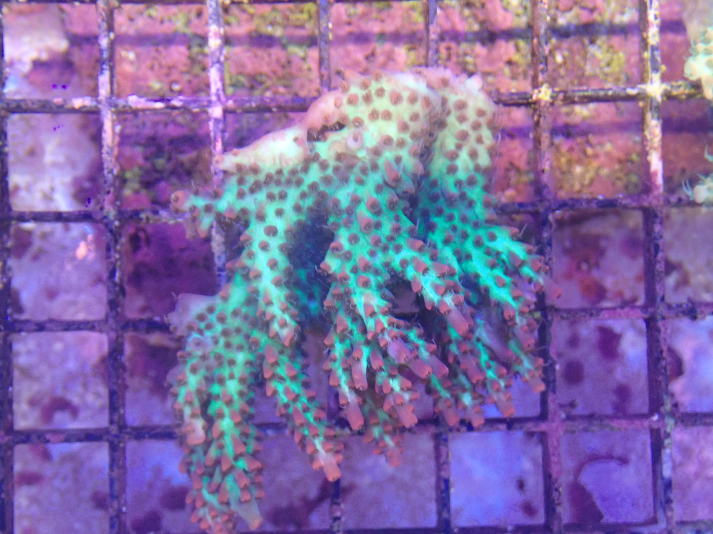 WYSIWYG Acropora Colony 6