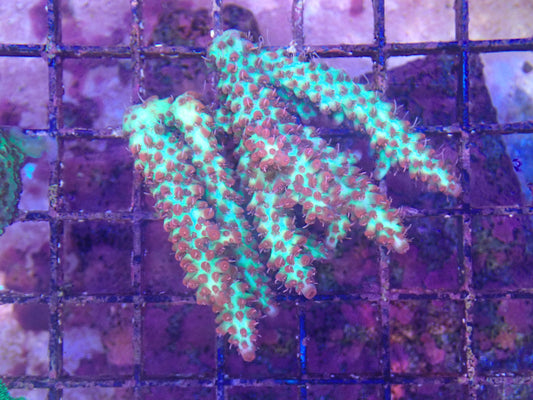 WYSIWYG Acropora Colony 7