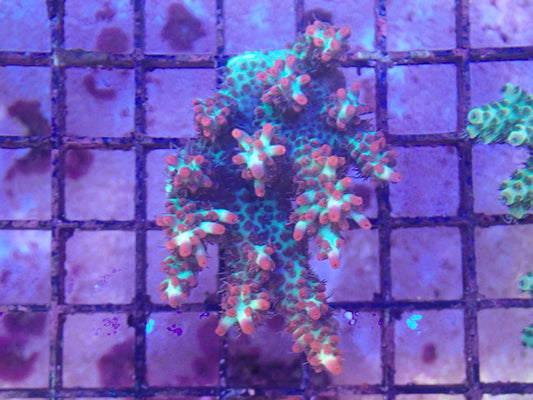 WYSIWYG Acropora Colony 8