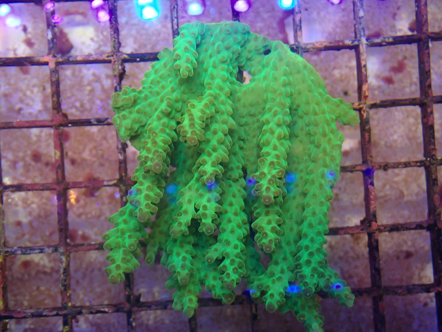 WYSIWYG Acropora Colony 9