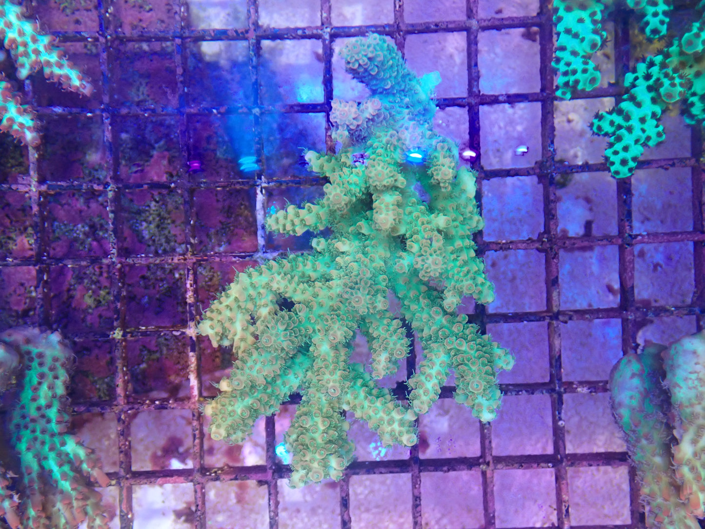 WYSIWYG Acropora Colony 10