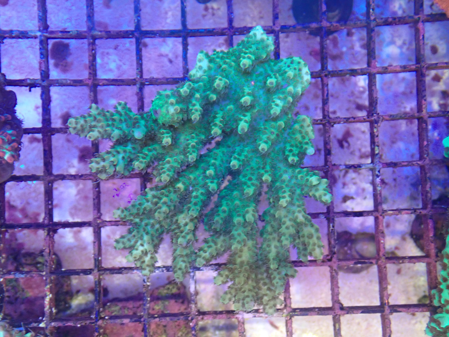 WYSIWYG Acropora Colony 11