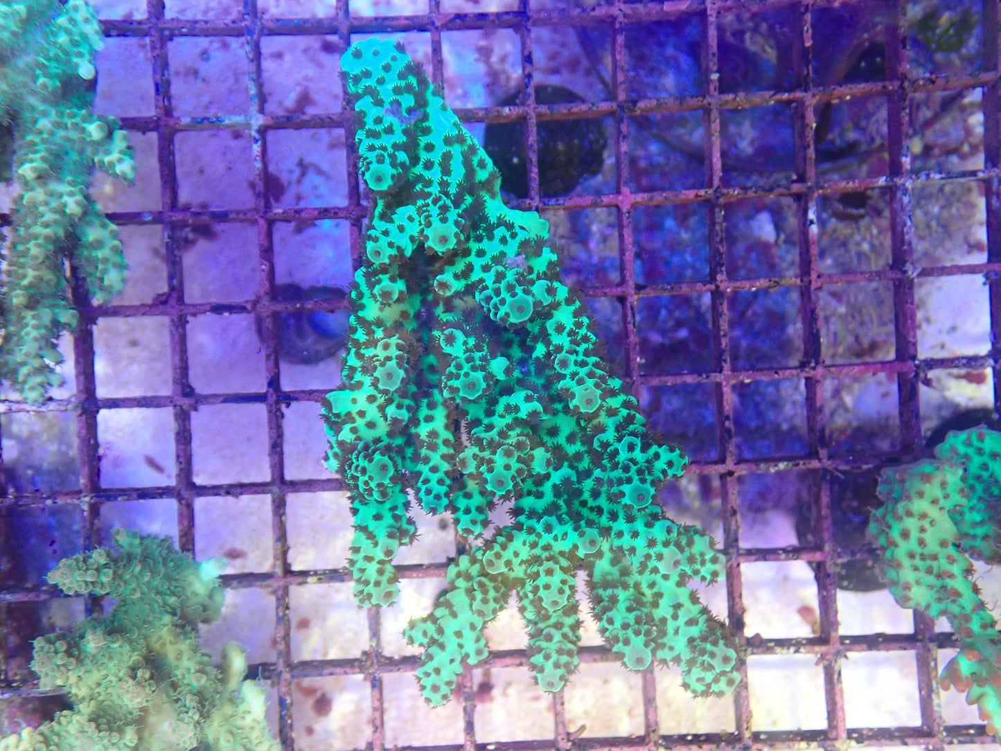 WYSIWYG Acropora Colony 12