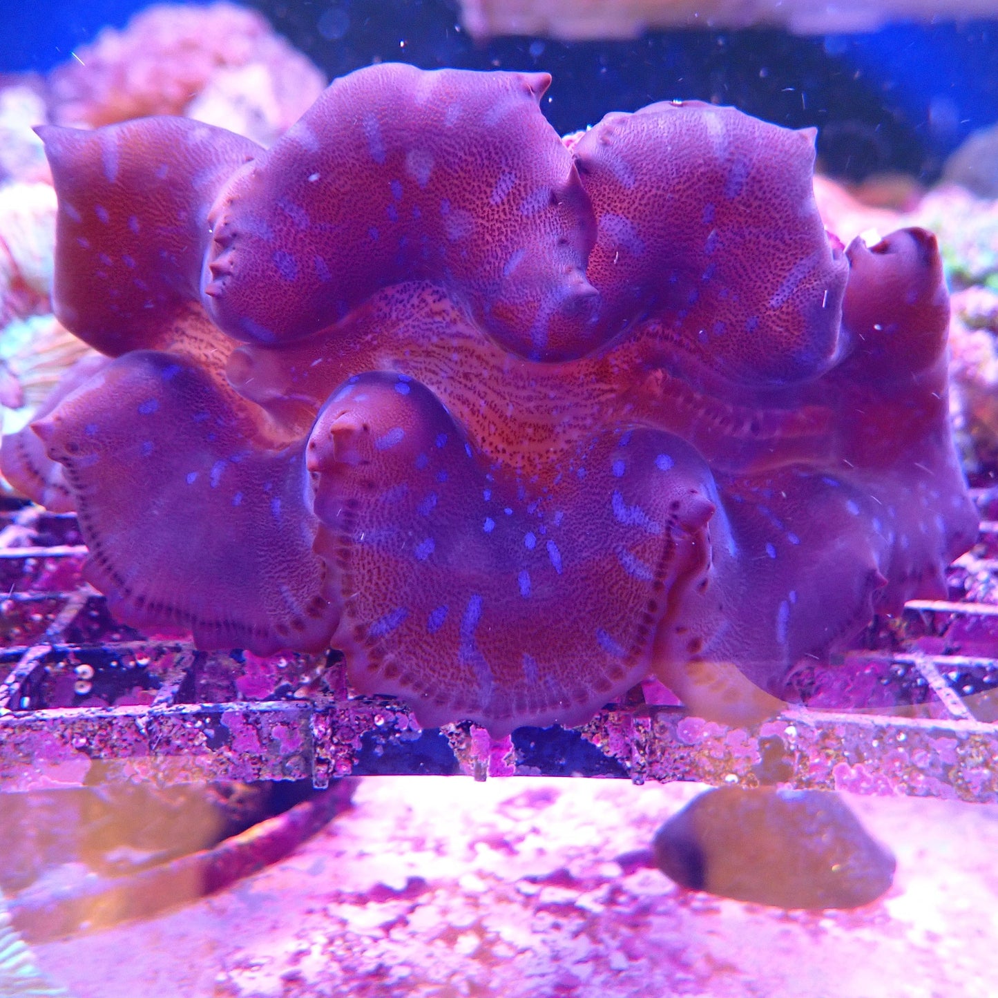 Clam - Maxima Blue Lightning