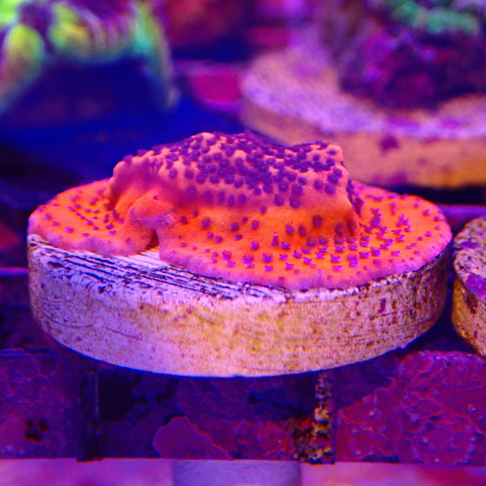 Mystic Sunset Montipora Frag