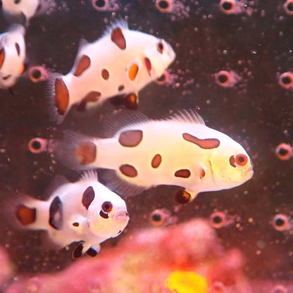 Super Storm Clownfish