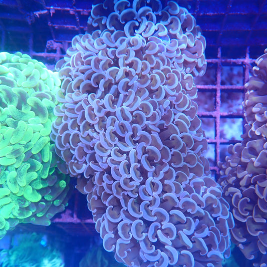 Hammer Corals For Sale | Krakking Korals