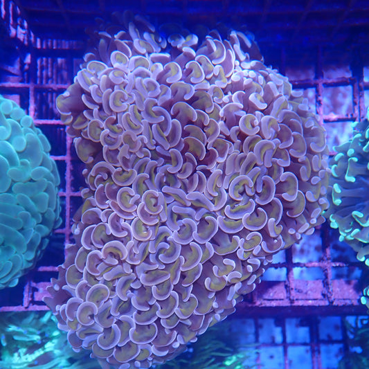 Hammer Corals For Sale | Krakking Korals