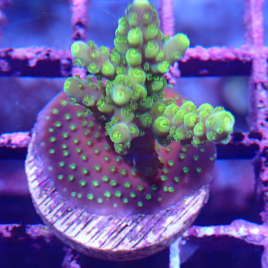 Acropora Coral For Sale | Krakking Korals