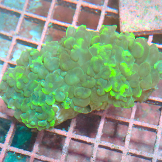 WYSIWYG Bubble Coral 1