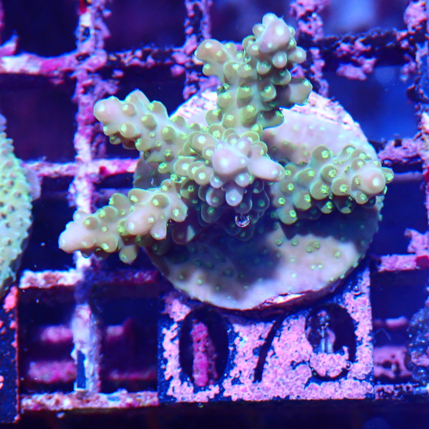 WYSIWYG Acropora Frag 79