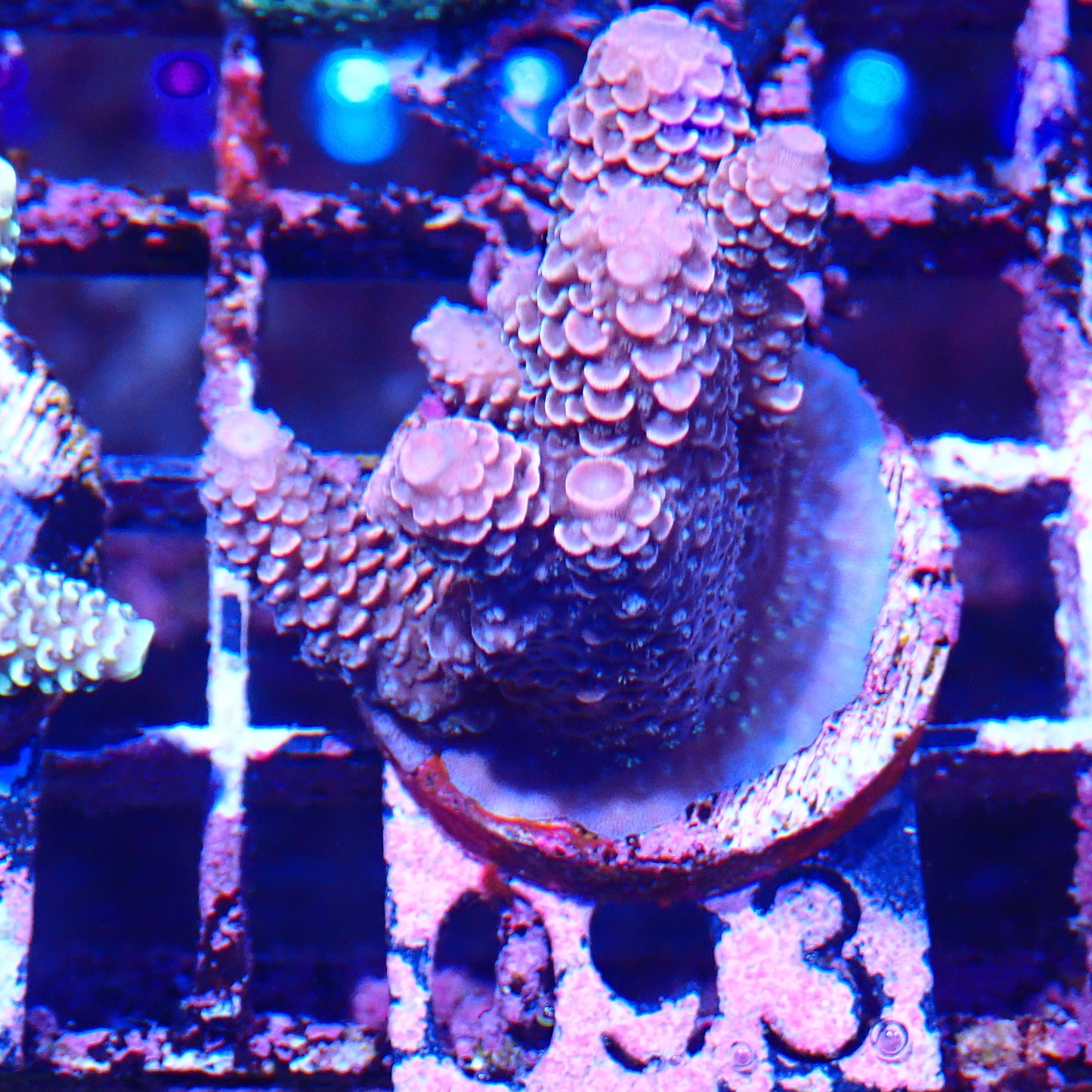 WYSIWYG Acropora Frag 93