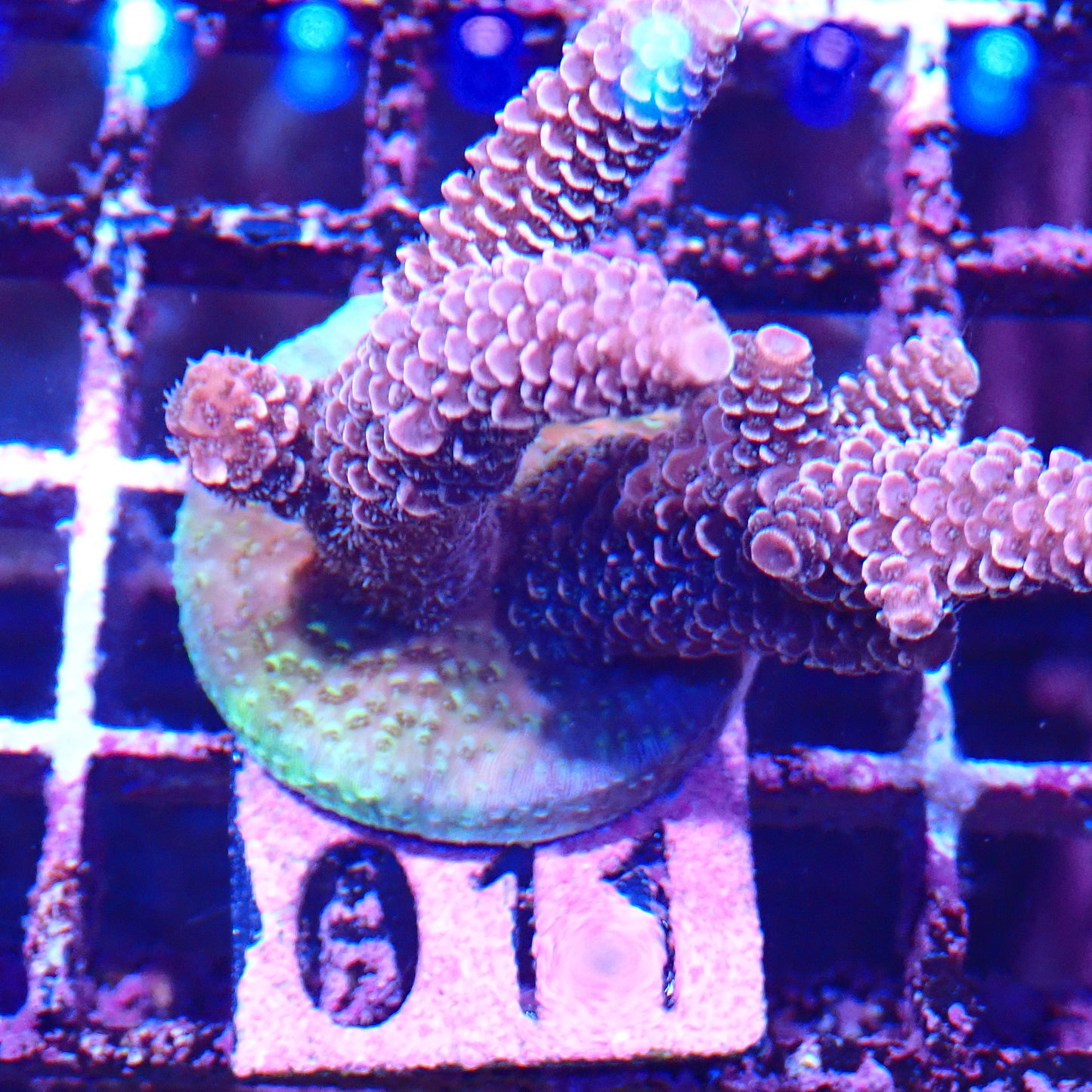 WYSIWYG Acropora Frag 11