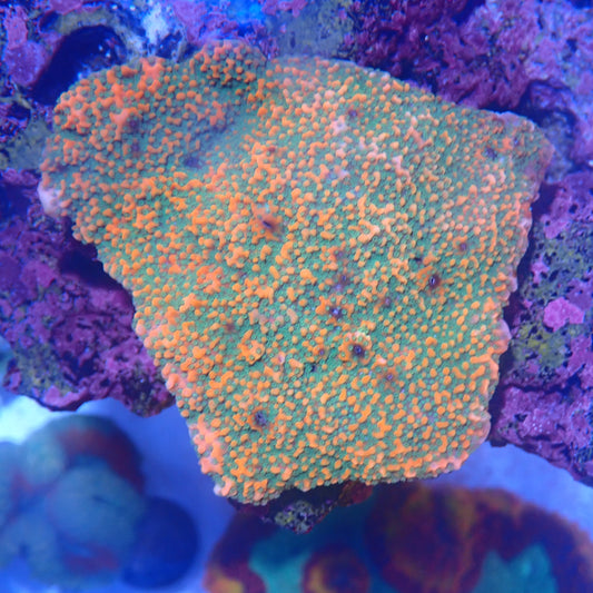 WYSIWYG Montipora