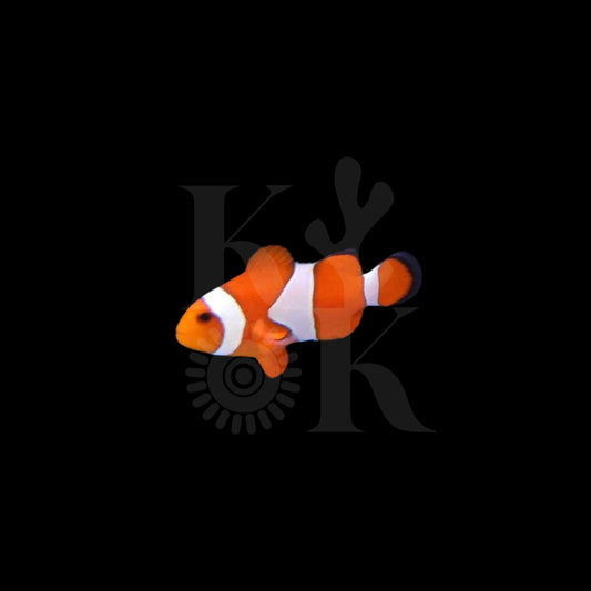 Percula Clownfish