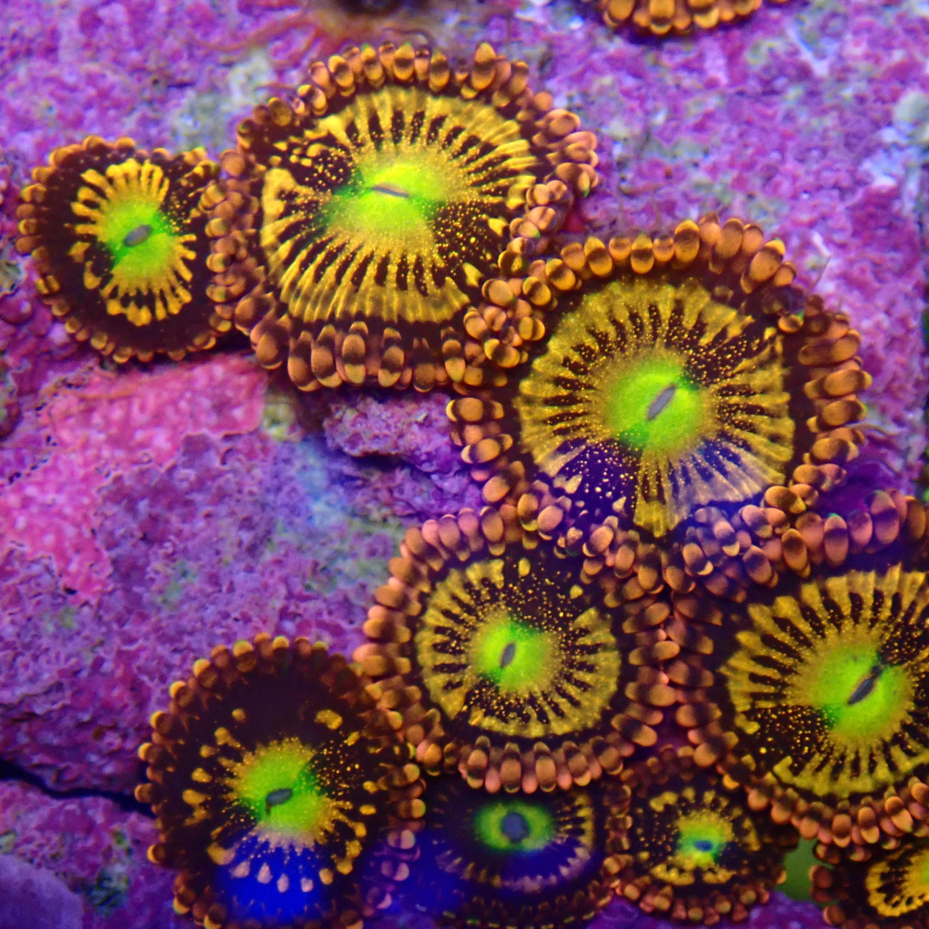 Zoanthids For Sale | Krakking Korals – Page 2