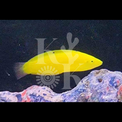 Banana Wrasse (Pickup Only)