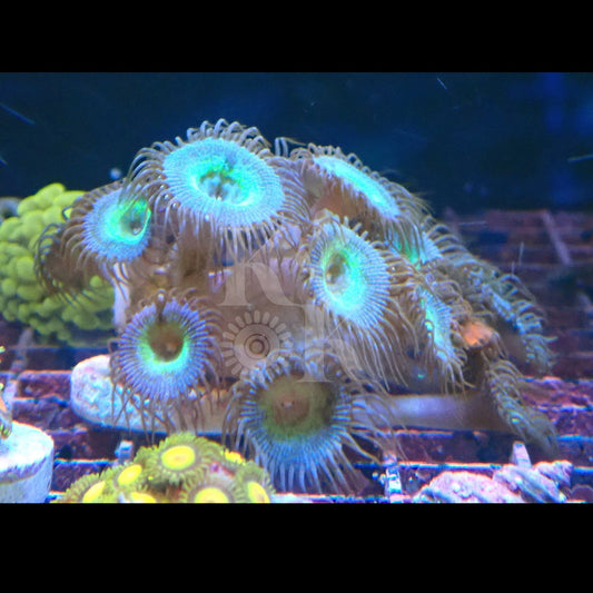 Mermaid Zoanthid Frag