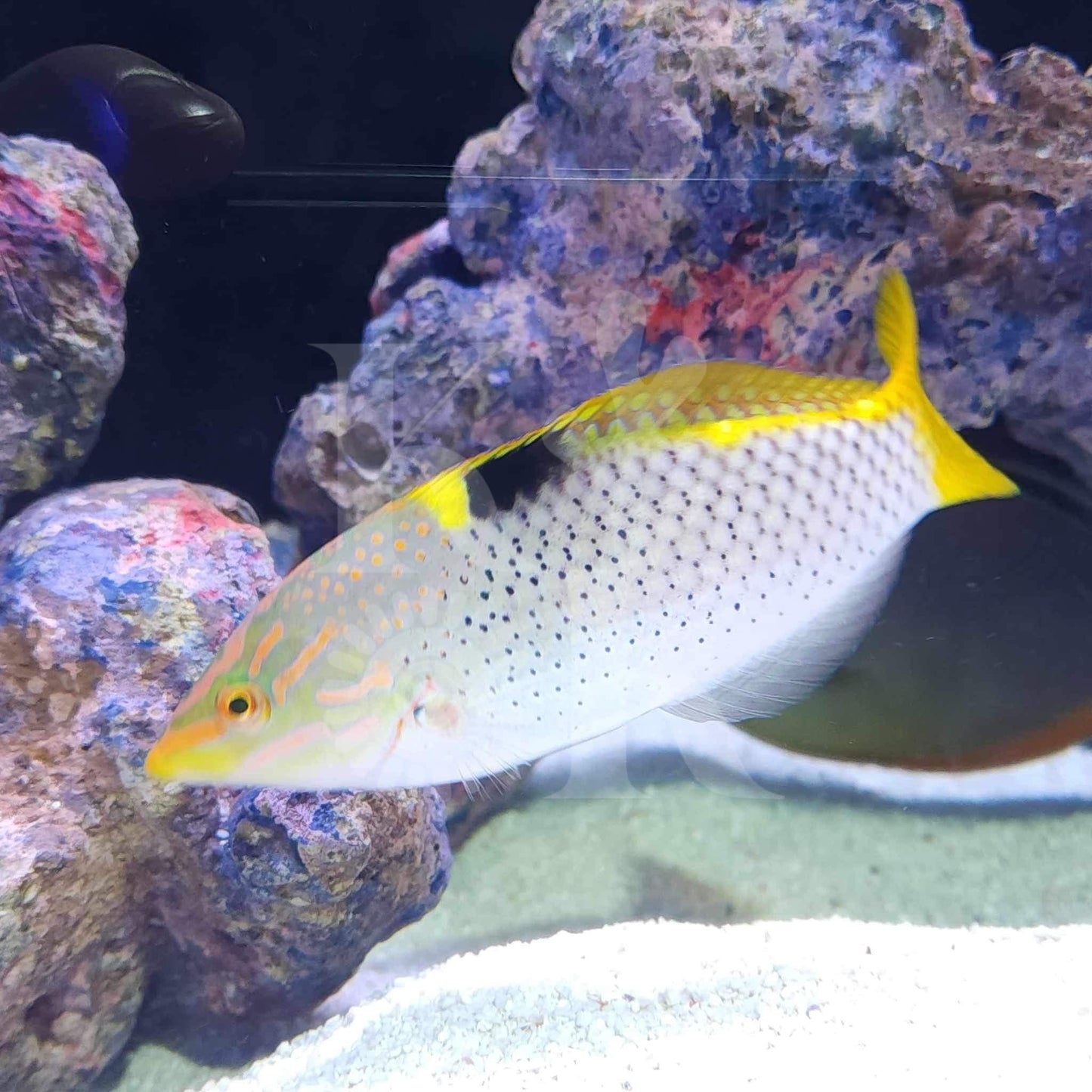 Checkerboard Wrasse (Pickup Only)