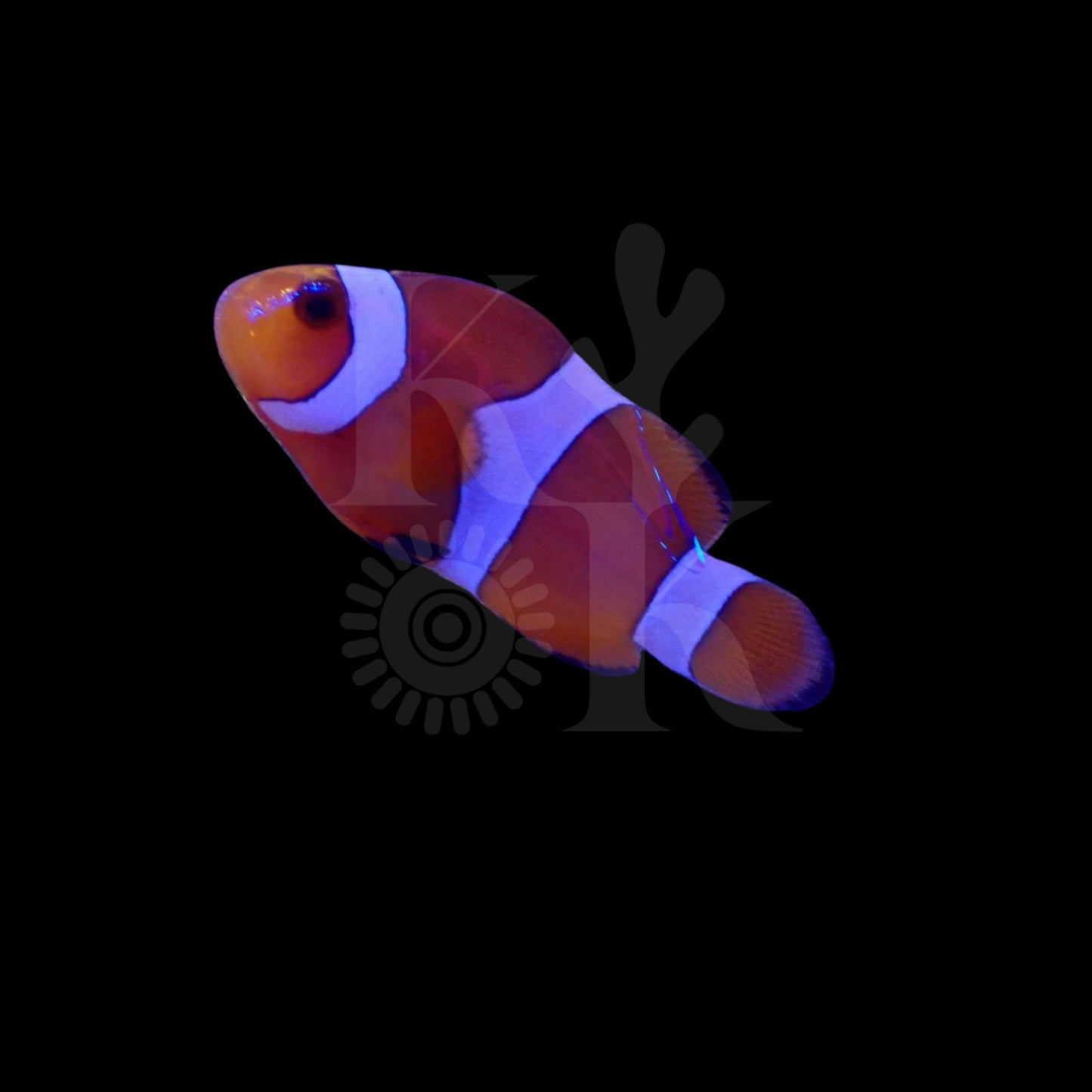 Orange Clownfish