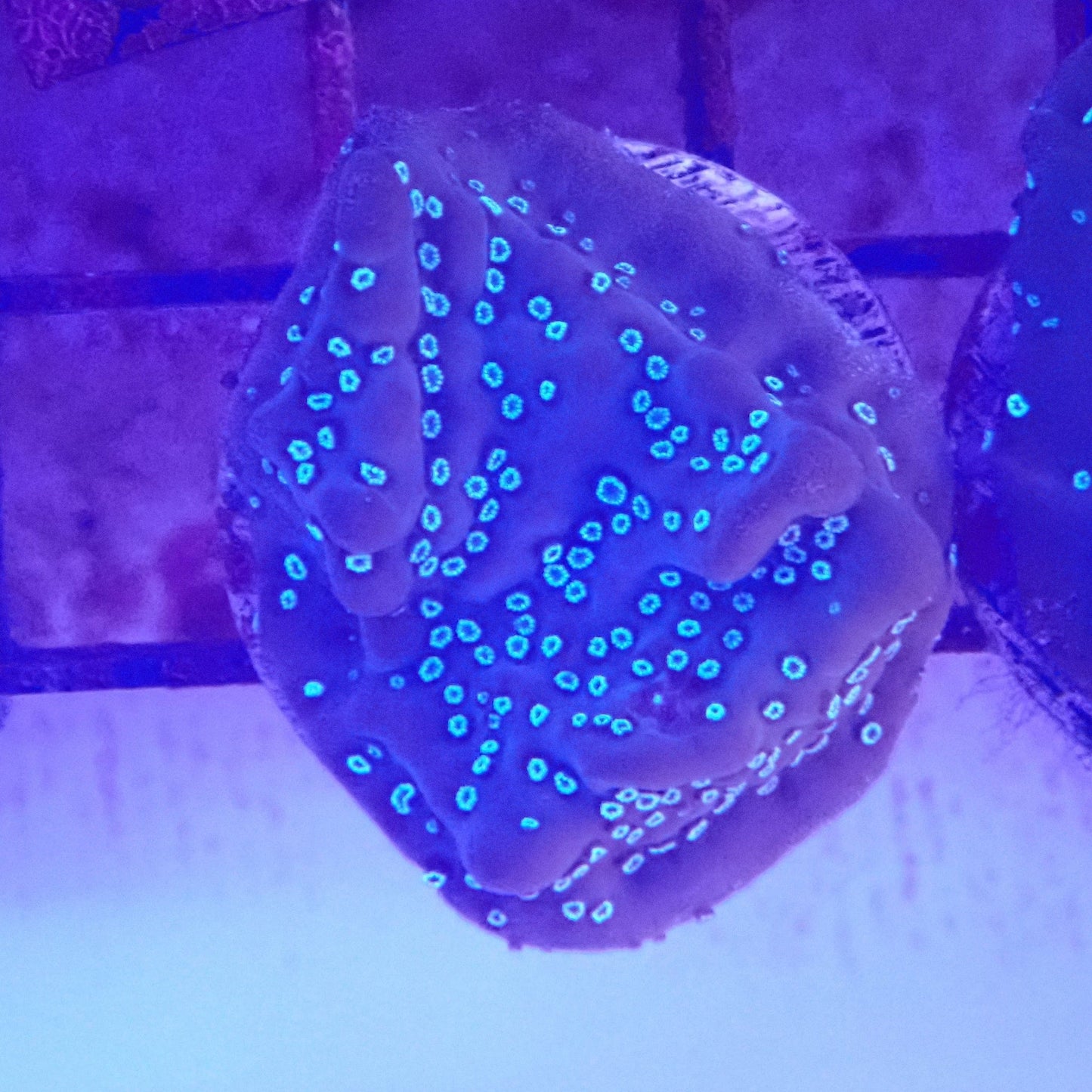 Cookies and Cream Montipora