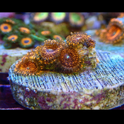 Darth Maul Zoanthid Frag