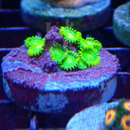 Frankie's Flue Zoanthid Frag