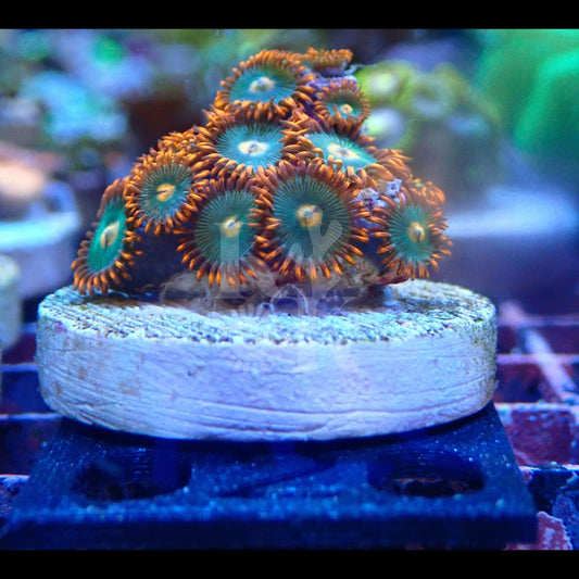 Gatorade Zoanthid Frag