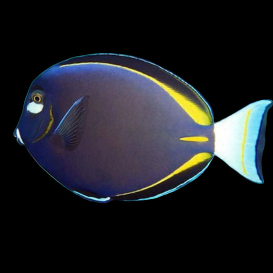 Gold Rim Tang (Pickup Only)