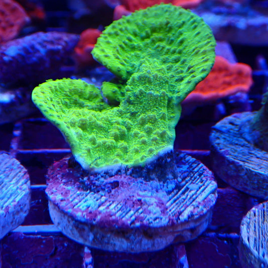 Green Plating Montipora Frag