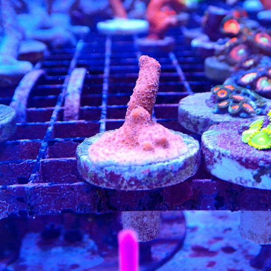 Pink Montipora Digitata Frag