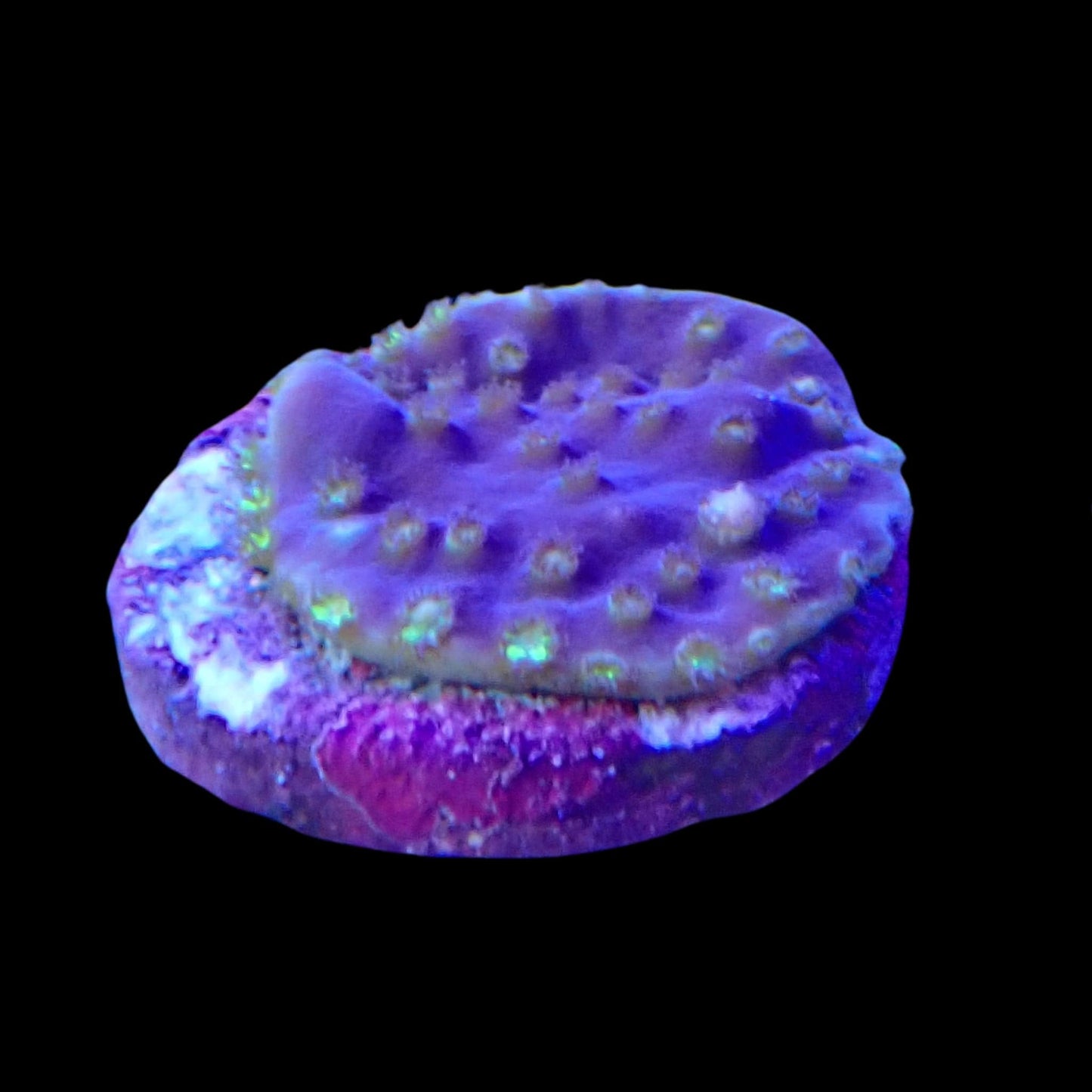 WYSIWYG - Yellow Polyp Purple - Turbinaria