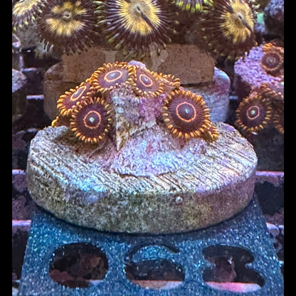 Red Hornet Zoanthid Frag