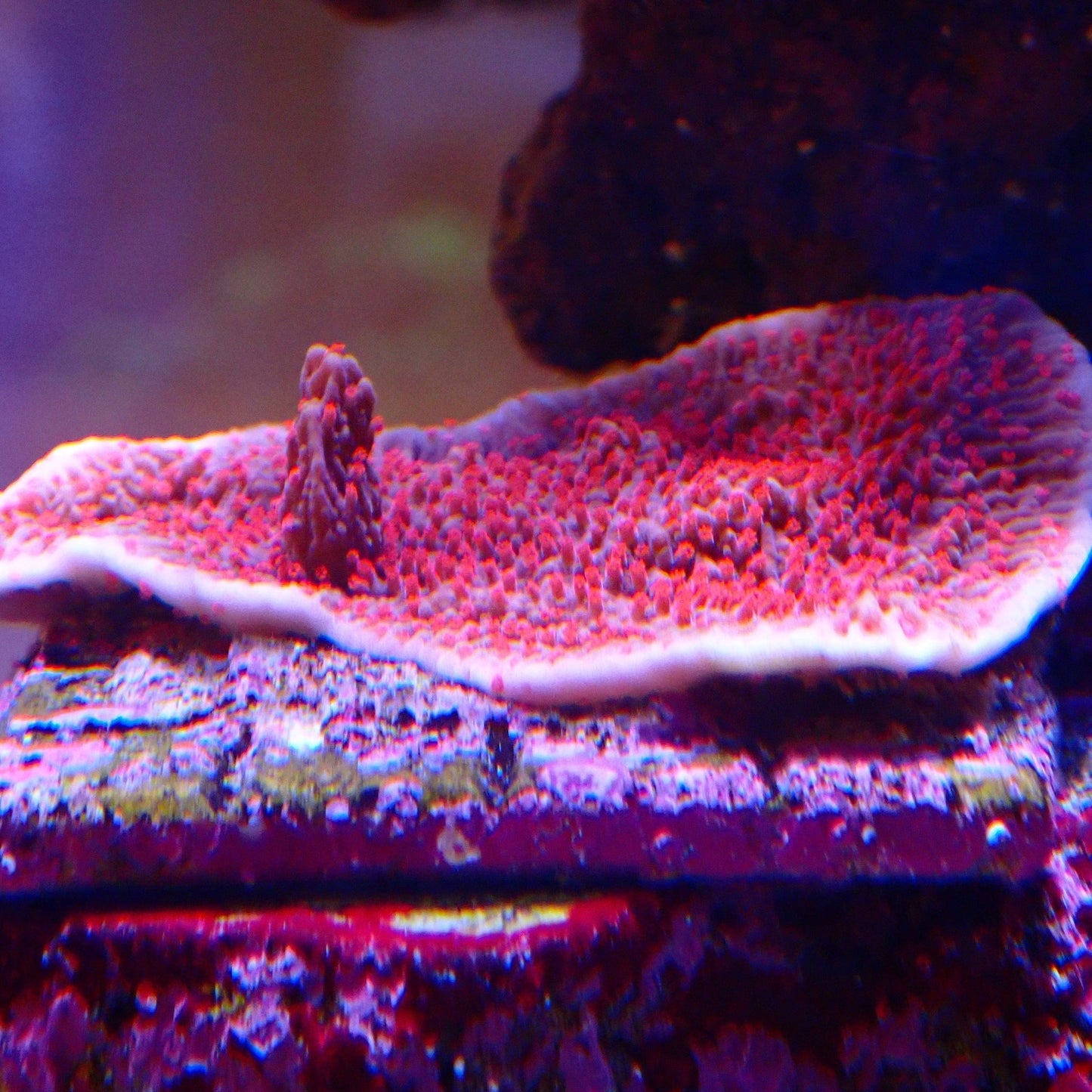 Red Roses Montipora Frag