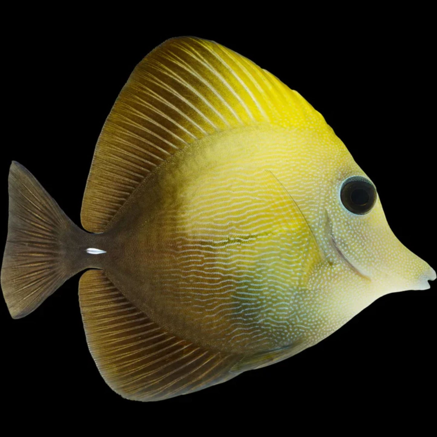 Scopas Tang (Pickup Only)