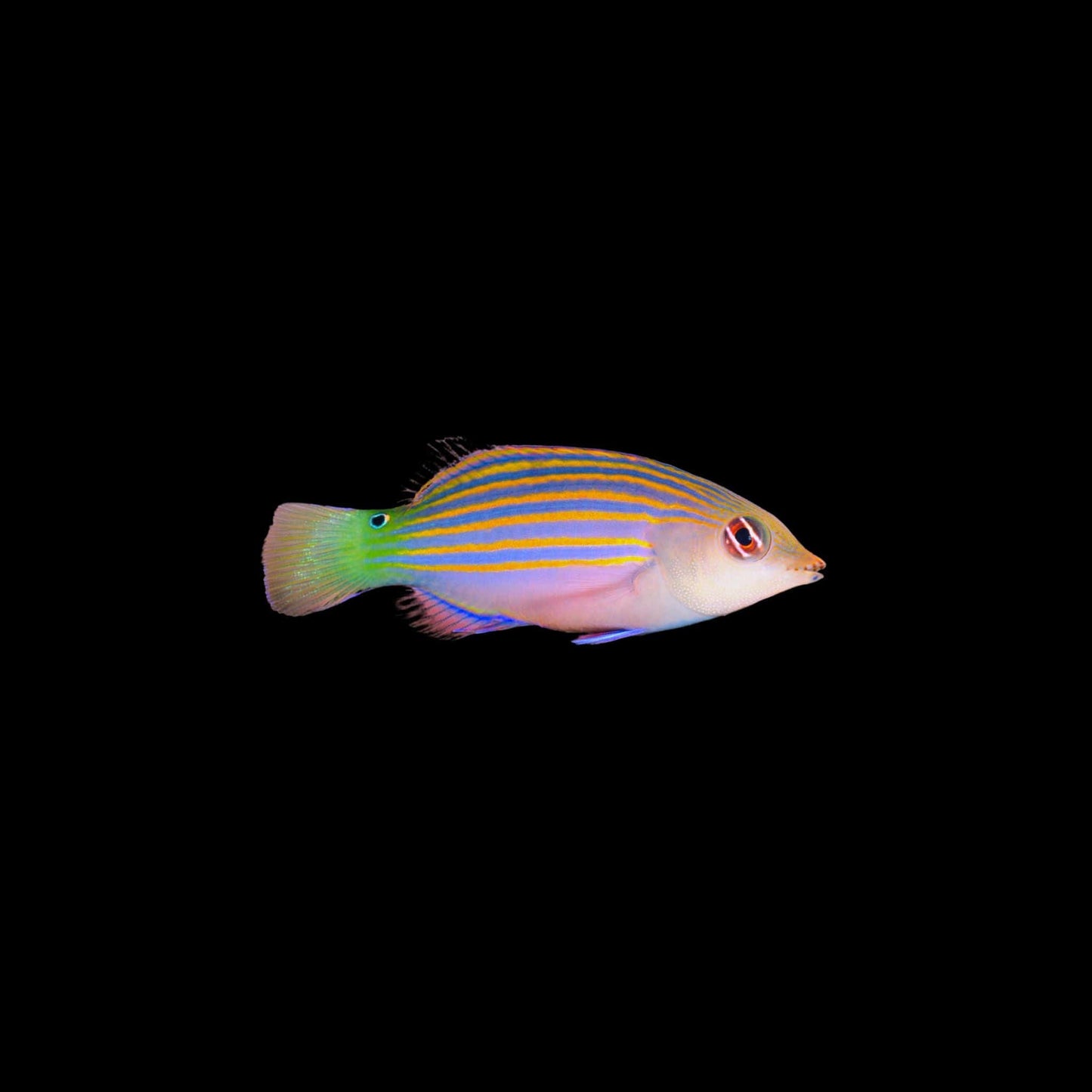 Six-line wrasse