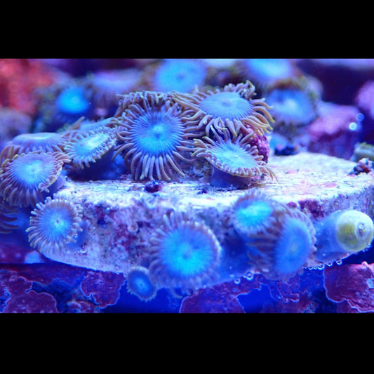 Smurf Blood Zoanthids