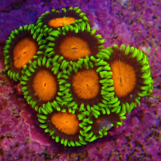 Spongebob Zoanthid Frag