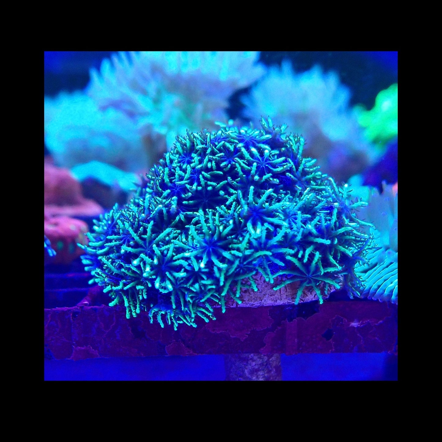 Sympodium Blue Coral